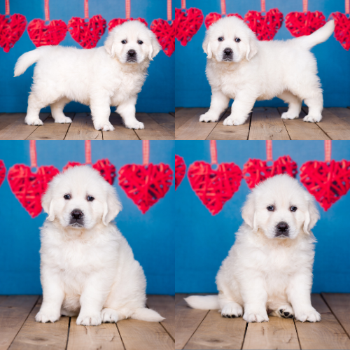 English Cream Golden Retriever Puppies For Sale – Pristine English Creams – Kailey English Cream Golden Retriever Puppies For Sale - Pristine English Creams - Kailey