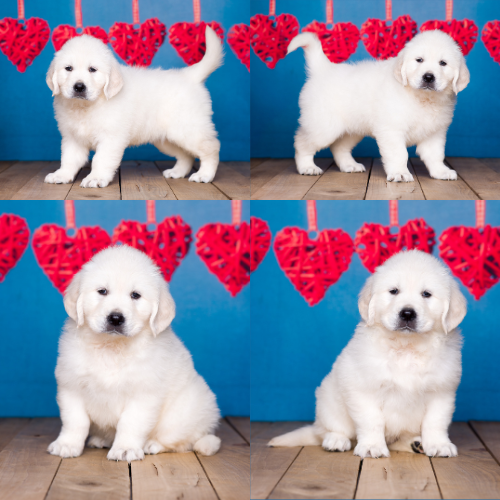 English Cream Golden Retriever Puppies For Sale – Pristine English Creams – Kate English Cream Golden Retriever Puppies For Sale - Pristine English Creams - Kate