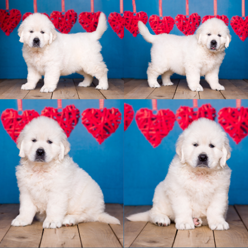 English Cream Golden Retriever Puppies For Sale – Pristine English Creams – Lily English Cream Golden Retriever Puppies For Sale - Pristine English Creams - Lily