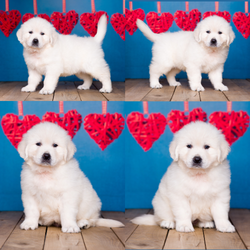 English Cream Golden Retriever Puppies For Sale – Pristine English Creams – Lola English Cream Golden Retriever Puppies For Sale - Pristine English Creams - Lola