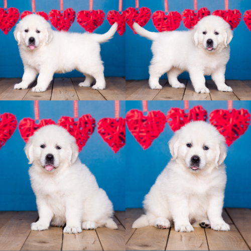 English Cream Golden Retriever Puppies For Sale – Pristine English Creams – Sally English Cream Golden Retriever Puppies For Sale - Pristine English Creams - Sally