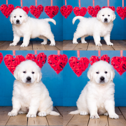 English Cream Golden Retriever Puppies For Sale – Pristine English Creams – Tom English Cream Golden Retriever Puppies For Sale - Pristine English Creams - Tom