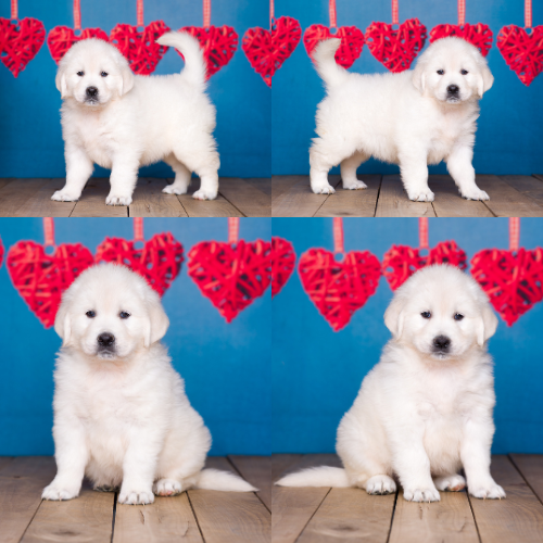 English Cream Golden Retriever Puppies For Sale – Sky Pride Paskal and Ember’s litter born 8-29-25 – Glenda English Cream Golden Retriever Puppies For Sale - Sky Pride Paskal and Ember's litter born 8-29-25 - Glenda