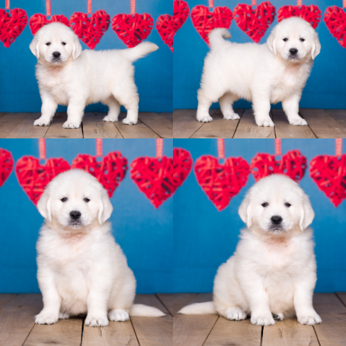 English Cream Golden Retriever Puppies For Sale – Sky Pride Paskal and Ember’s litter born 8-29-25 – Gloria English Cream Golden Retriever Puppies For Sale - Sky Pride Paskal and Ember's litter born 8-29-25 - Gloria