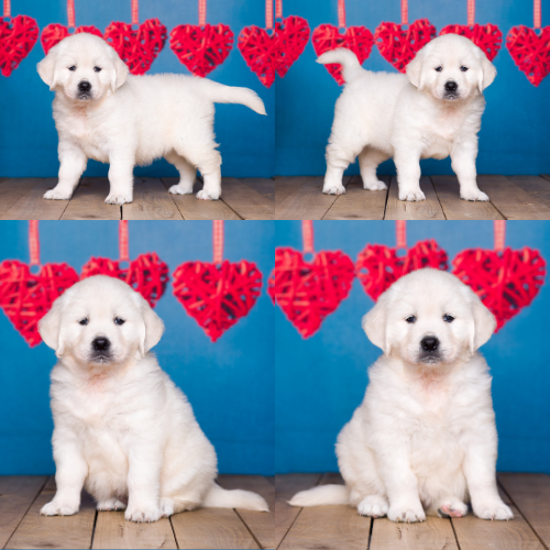 English Cream Golden Retriever Puppies For Sale – Sky Pride Paskal and Ember’s litter born 8-29-25 – Gracie English Cream Golden Retriever Puppies For Sale - Sky Pride Paskal and Ember's litter born 8-29-25 - Gracie
