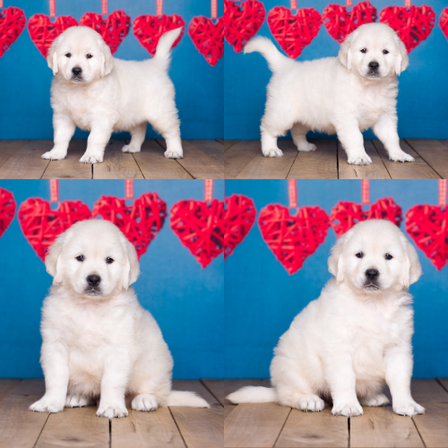 English Cream Golden Retriever Puppies For Sale – Sky Pride Paskal and Ember’s litter born 8-29-25 – Zadrian English Cream Golden Retriever Puppies For Sale - Sky Pride Paskal and Ember's litter born 8-29-25 - Zadrian