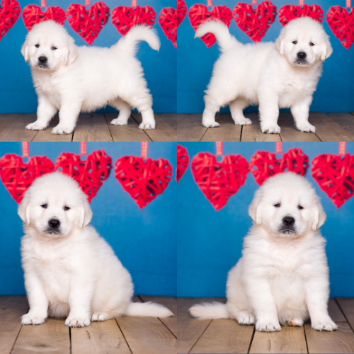English Cream Golden Retriever Puppies For Sale – Sky Pride Paskal and Ember’s litter born 8-29-25 – Zane https://pristineenglishcreams.com/wp-content/uploads/2025/10/English-Cream-Golden-Retriever-Puppies-For-Sale-Sky-Pride-Paskal-and-Embers-litter-born-8-29-25-Zane.png