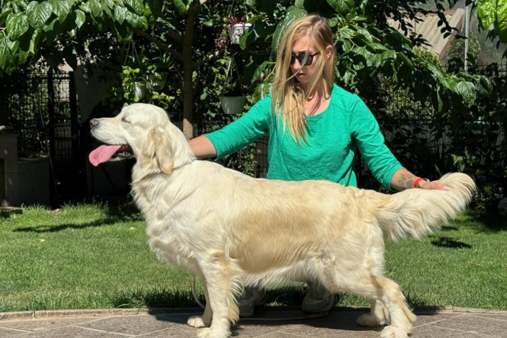 Best English Cream Breeder – Pristine English Creams – Tramin Cotton Candy Best English Cream Breeder - Pristine English Creams - Tramin Cotton Candy