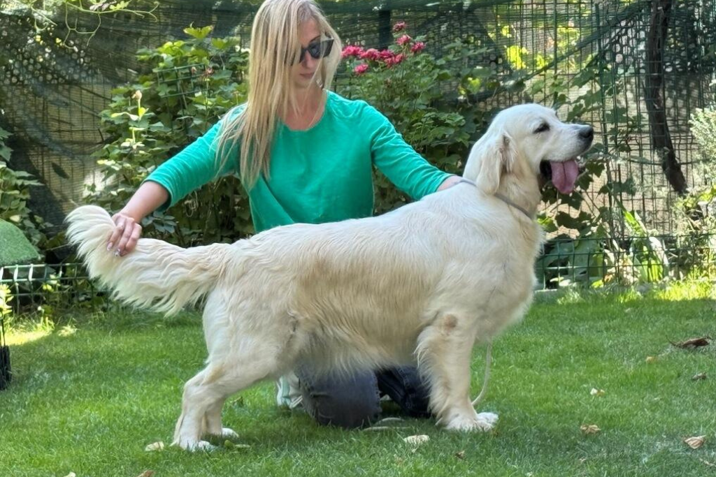 English Cream Breeder - Pristine English Creams - Tramin Cotton Candy