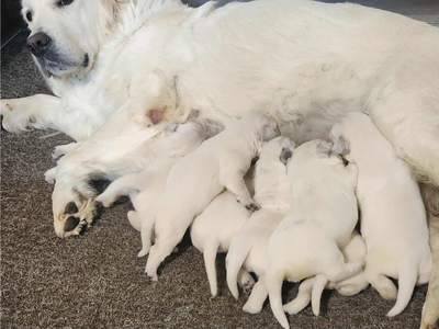 Sky Pride Paskal and Tramin Open Sky had their puppies on her due date November 10 2025 Sky Pride Paskal and Tramin Open Sky had their puppies on her due date November 10 2025