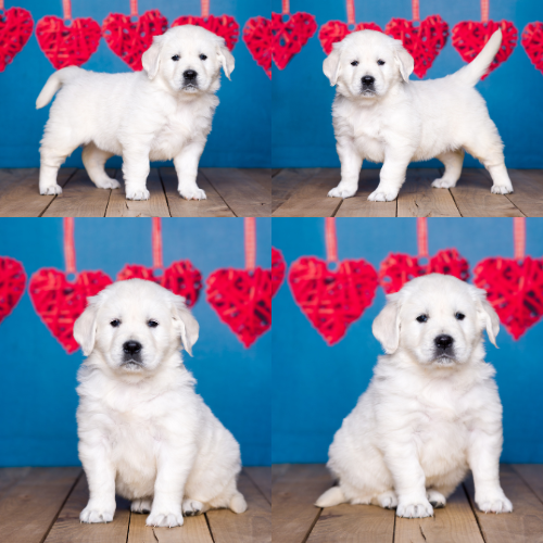 English Cream Golden Retriever puppies for sale by Sky Pride Paskal and Tramin Open Sky - Faith