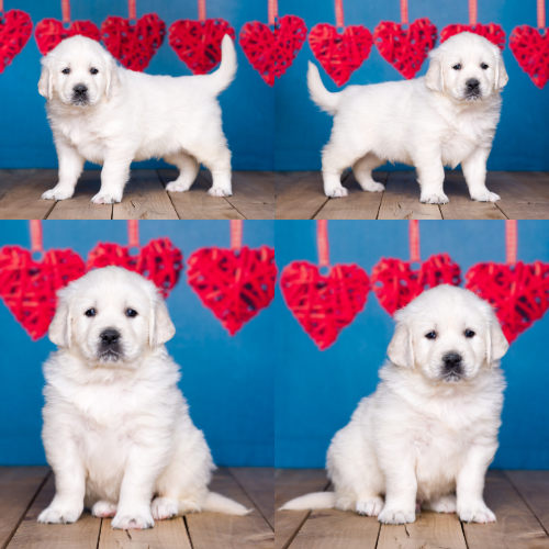 English Cream Golden Retriever puppies for sale by Sky Pride Paskal and Tramin Open Sky - Kingston