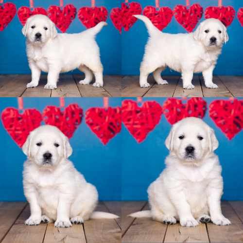 English Cream Golden Retriever puppies for sale by Sky Pride Paskal and Tramin Open Sky - Lucky