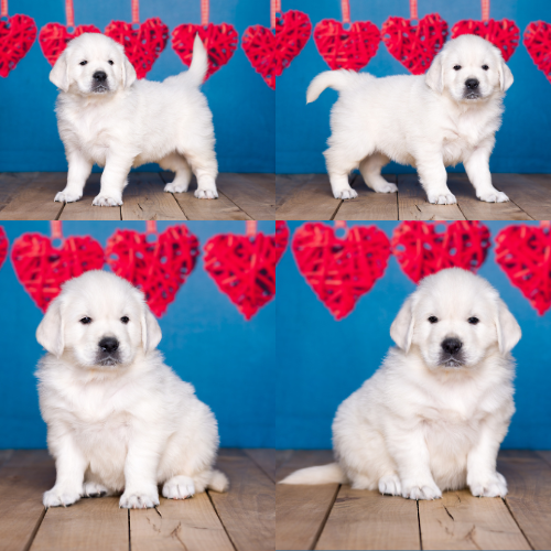 English Cream Golden Retriever puppies for sale by Sky Pride Paskal and Tramin Open Sky - Millie