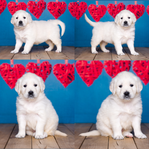 English Cream Golden Retriever puppies for sale by Sky Pride Paskal and Tramin Open Sky - Pearl