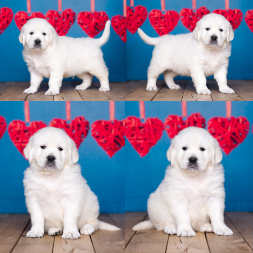 English Cream Golden Retriever puppies for sale by Sky Pride Paskal and Tramin Open Sky - Ryder