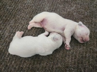 Tramin Cotton Candy & Tramin Tangerine had 2 males on November 18, 2025