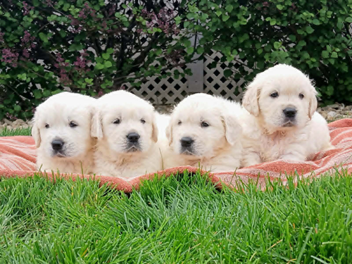 English Cream Golden Retriever Puppies on a blanked