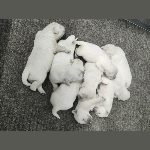 new born english cream golden retriever puppies