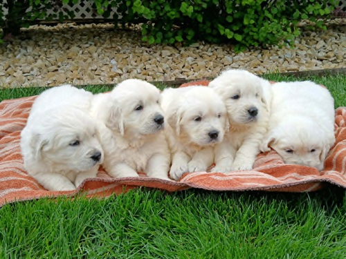 English Cream Golden Retriever Puppies on the grass