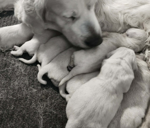 Izum and pretty women DOB 4.2.26. 5 females 2 males new born english cream golden retriever puppies