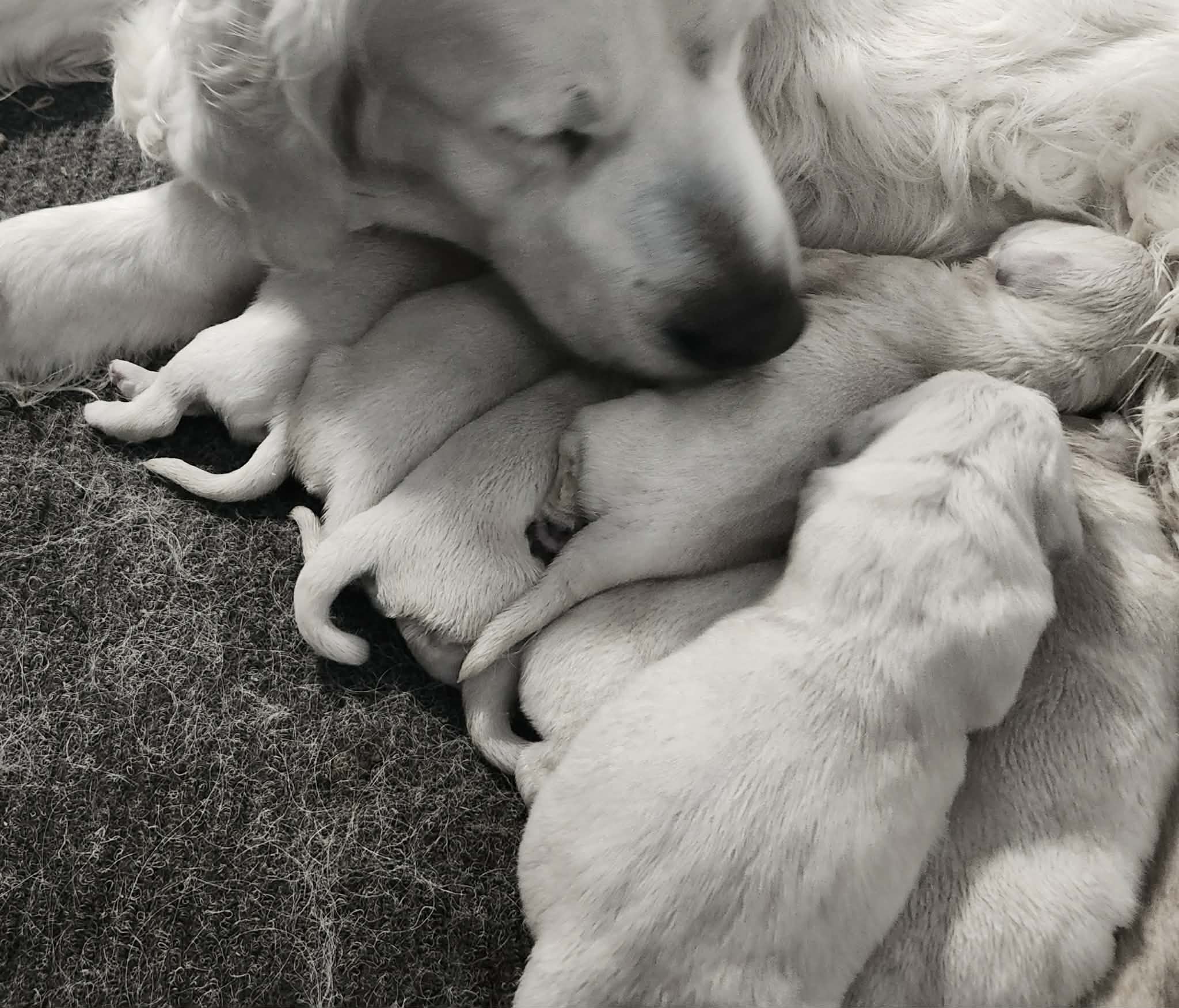 new born english cream golden retriever puppies