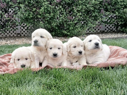 English Cream Golden Retriever Puppies on the grass