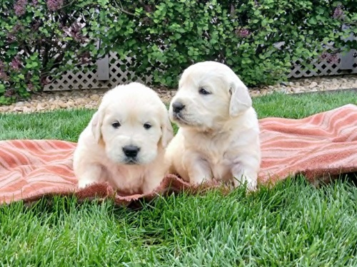 English Cream Golden Retriever Puppies on a blanket
