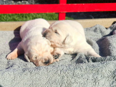 Ember and Pascal males born May 4, 2026 Ember and Pascal males born May 4, 2026