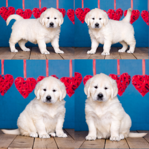 English Cream Golden Retriever puppies for sale by Izum and Pretty Women of Golden Duck – Angel English Cream Golden Retriever puppies for sale by Izum and Pretty Women of Golden Duck - Angel