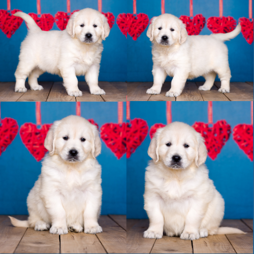 English Cream Golden Retriever puppies for sale by Izum and Pretty Women of Golden Duck – Blossom English Cream Golden Retriever puppies for sale by Izum and Pretty Women of Golden Duck - Blossom