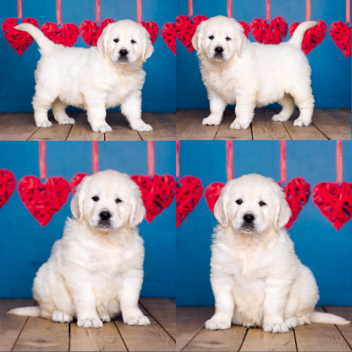 English Cream Golden Retriever puppies for sale by Izum and Pretty Women of Golden Duck – Brooklyn English Cream Golden Retriever puppies for sale by Izum and Pretty Women of Golden Duck - Brooklyn