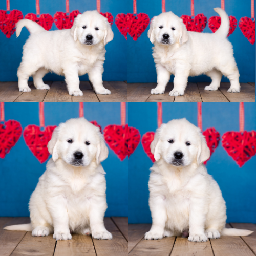 English Cream Golden Retriever puppies for sale by Izum and Pretty Women of Golden Duck – Dusty English Cream Golden Retriever puppies for sale by Izum and Pretty Women of Golden Duck - Dusty