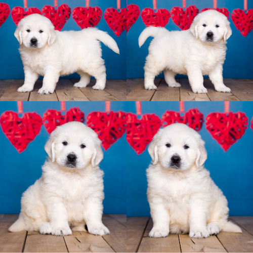 English Cream Golden Retriever puppies for sale by Sky Pride Paskal and Tramin Night in Heaven – Cocoa English Cream Golden Retriever puppies for sale by Sky Pride Paskal and Tramin Night in Heaven - Cocoa