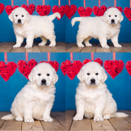 English Cream Golden Retriever puppies for sale by Sky Pride Paskal and Tramin Night in Heaven – Faith English Cream Golden Retriever puppies for sale by Sky Pride Paskal and Tramin Night in Heaven - Faith
