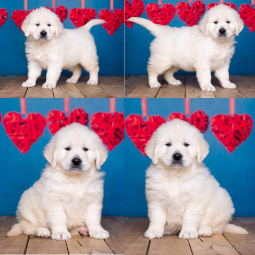 English Cream Golden Retriever puppies for sale by Sky Pride Paskal and Tramin Night in Heaven – Grace English Cream Golden Retriever puppies for sale by Sky Pride Paskal and Tramin Night in Heaven - Grace