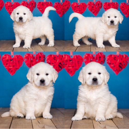 English Cream Golden Retriever puppies for sale by Sky Pride Paskal and Tramin Night in Heaven – Jack English Cream Golden Retriever puppies for sale by Sky Pride Paskal and Tramin Night in Heaven - Jack