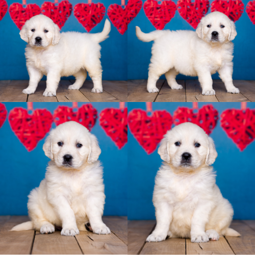 English Cream Golden Retriever puppies for sale by Sky Pride Paskal and Tramin Night in Heaven – Karla English Cream Golden Retriever puppies for sale by Sky Pride Paskal and Tramin Night in Heaven - Karla