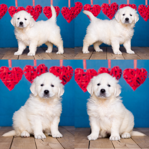 English Cream Golden Retriever puppies for sale by Sky Pride Paskal and Tramin Night in Heaven – Lily English Cream Golden Retriever puppies for sale by Sky Pride Paskal and Tramin Night in Heaven - Lily