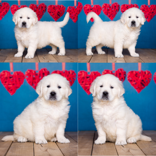 English Cream Golden Retriever puppies for sale by Sky Pride Paskal and Tramin Night in Heaven – Max English Cream Golden Retriever puppies for sale by Sky Pride Paskal and Tramin Night in Heaven - Max