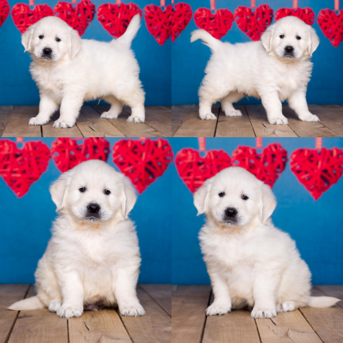 English Cream Golden Retriever puppies for sale by Sky Pride Paskal and Tramin Night in Heaven – Teddy English Cream Golden Retriever puppies for sale by Sky Pride Paskal and Tramin Night in Heaven - Teddy