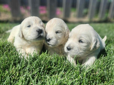 Three English cream golden retriever puppies playing in the grass.