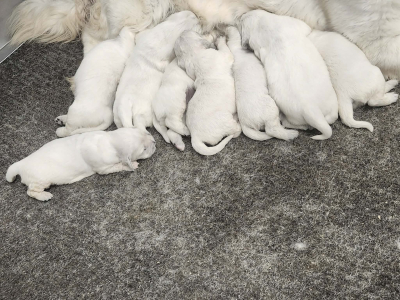 Cotton Candy and Izum DOB 5.23.26 5 males 3 females English cream golden retriever puppies nursing