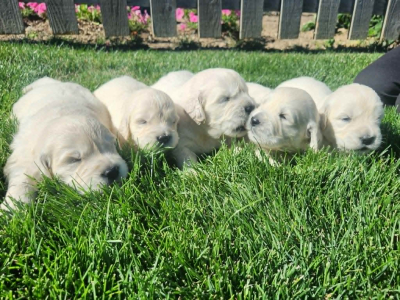 five golden retriever puppies in the grass