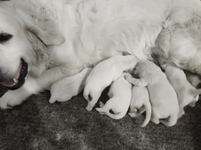 a new litter of english cream golden retriever puppies