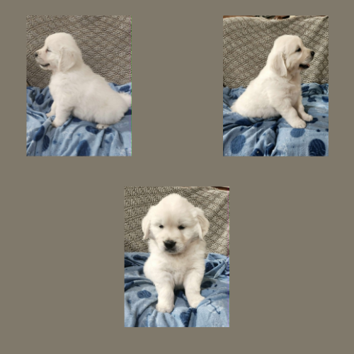 english-cream-golden-retriever-puppy-carson english-cream-golden-retriever-puppy-carson