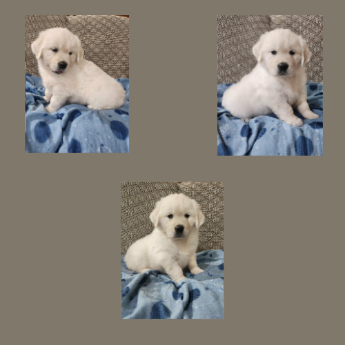 english-cream-golden-retriever-puppy-gloria english-cream-golden-retriever-puppy
