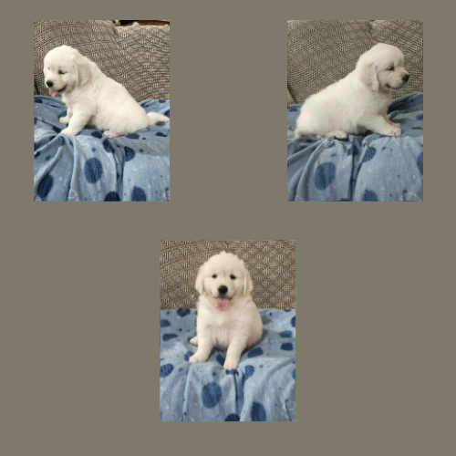 english-cream-golden-retriever-puppy-madeline english-cream-golden-retriever