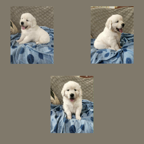 english-cream-golden-retriever-puppy-zachery english-cream-golden-retriever