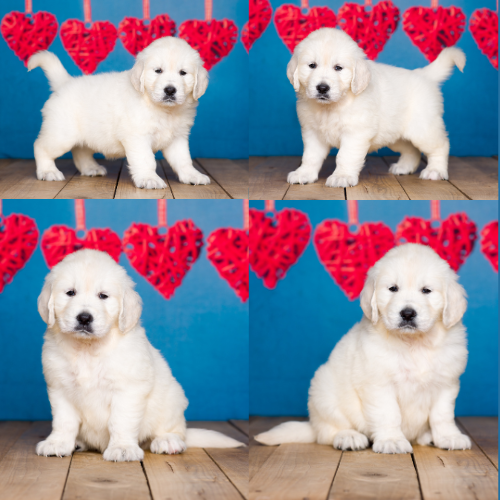 Bella-by-Izum-and-Cotton-Candy English cream golden retriever puppy